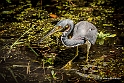 Tricolored Heron_MEX6480